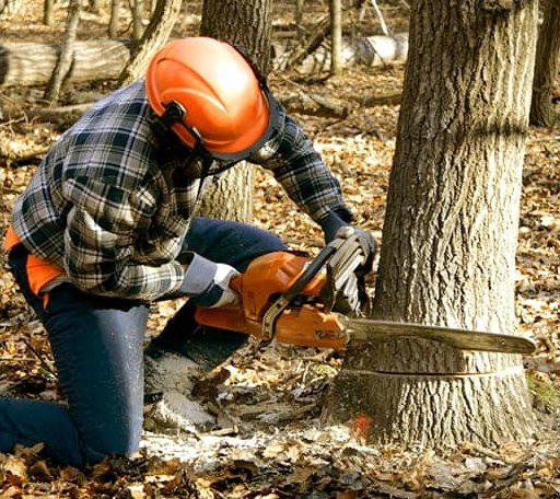 Tree Removal in Roxton, TX